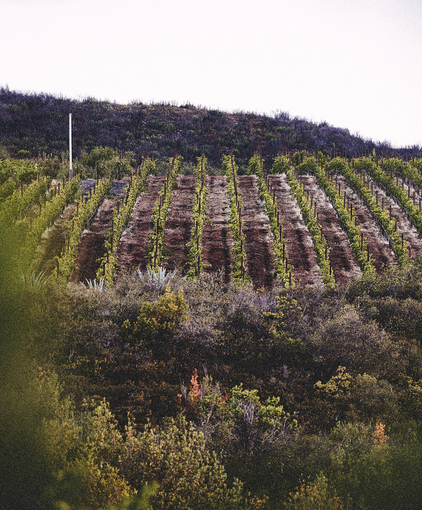 Offscript Vineyard.
